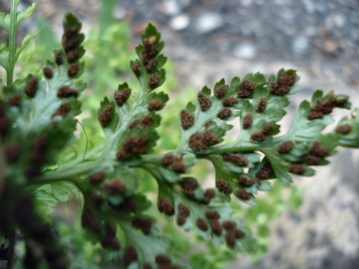 Asplenium onopteris / Asplenio maggiore